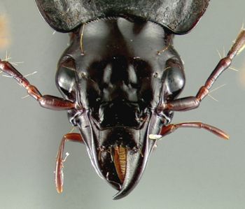 Media type: image;   Entomology 22003 Aspect: head dorsal view